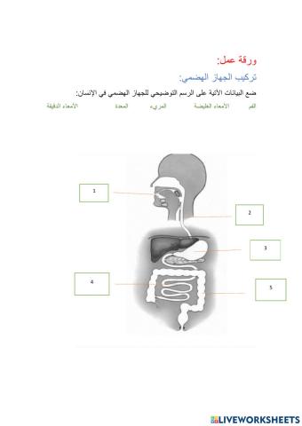 تركيب الجهاز الهضمي..... أ.فاطمه محمد الصبحية..سلطنة عمان