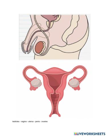 Reproductive Organs 4th