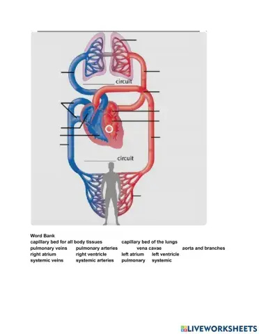 The Circulatory System