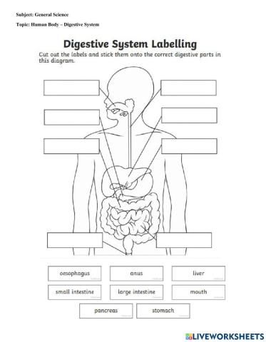 Human Digestive System