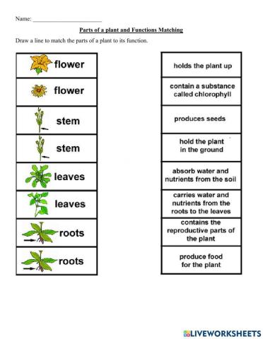 Parts of a Plant Functions Matching