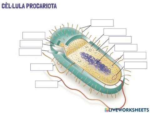 Cèl·lula procariota