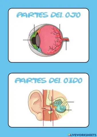 Partes del ojo y del oído