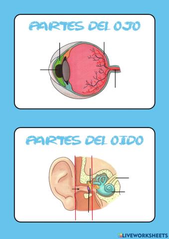 Partes del ojo y del oído