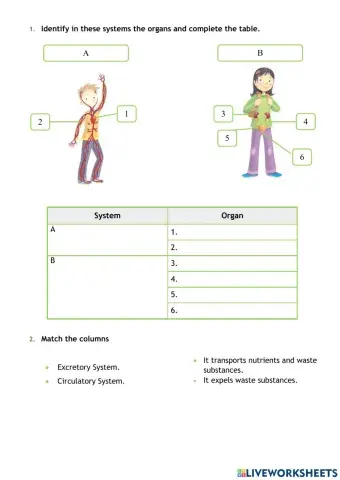 The Circulatory and Excretory System