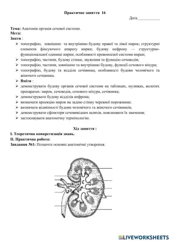 Сечовидільна система