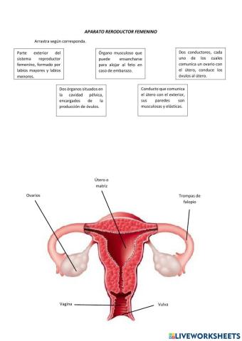 Aparato reproductor femenino