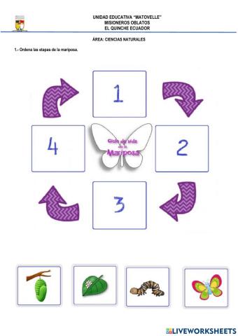 Etapas de la mariposa