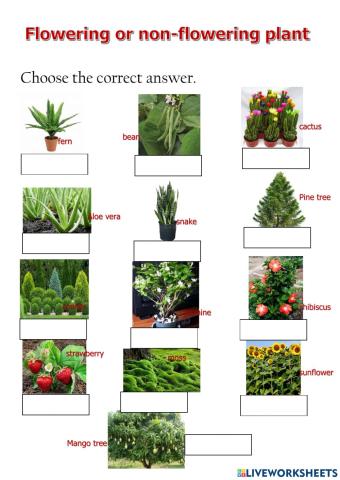 Flowering or non-flowering plant