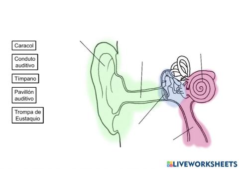 Os sentidos e o sistema nervioso