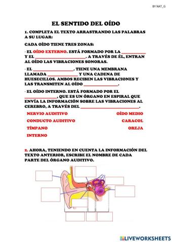 El sentido del oído