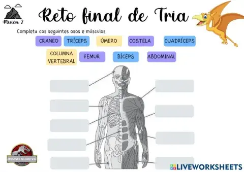 Ósos, Músculos e articulacións