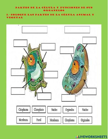 Partes de la celulas y funciones