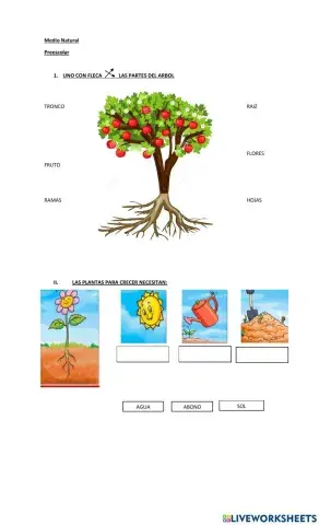 Partes y cuidados de las plantas