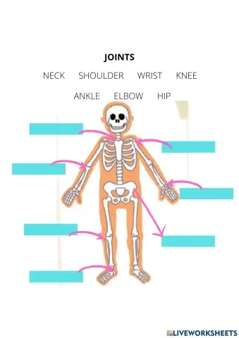 The body