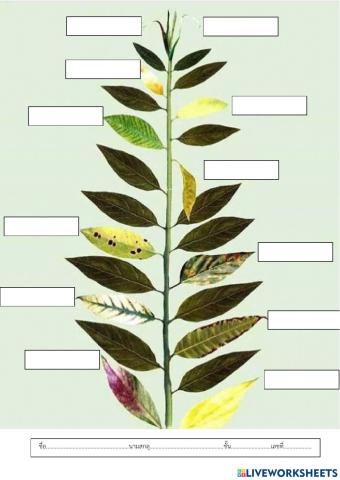 ธาตุอาหารพืช