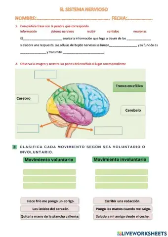 Sistema nervioso y endócrino