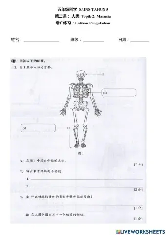 五年级科学:人类