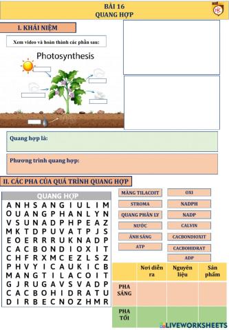 Bài 17 sinh học 10 -quang hợp