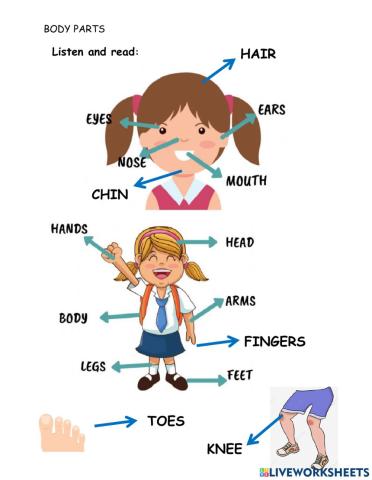Body parts