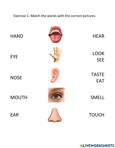 Five senses worksheet for kindergarten