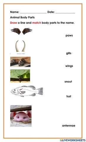 Animal Body Parts