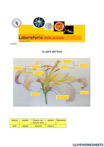 Le parti del fiore con esercitazione