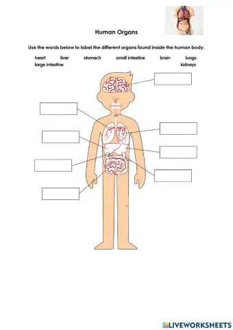 Organ and Organ Systems