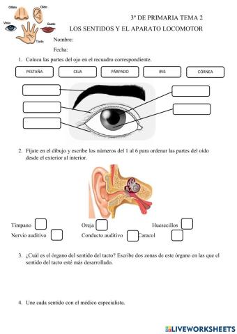 Los sentidos y el aparato locomotor