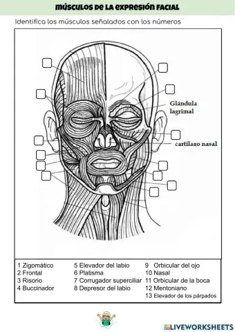 Musculos expresión facial
