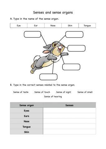 Animal - senses and sense organs