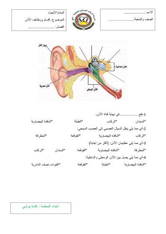 أجزاء الأذن