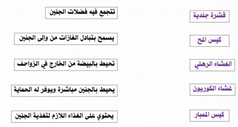 البيضة الرهلية