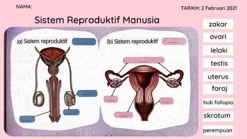 Sistem Reproduktif Manusia