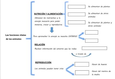Funciones vitales de los animales