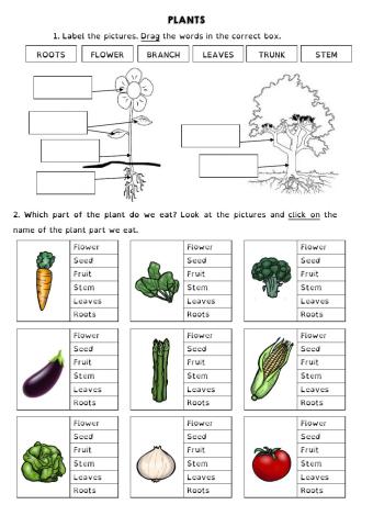 PLANTS PARTS AND JOBS YEAR 3