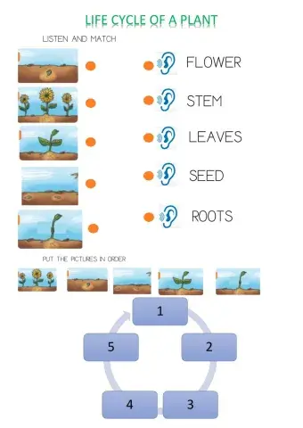 Life cycle of a plant