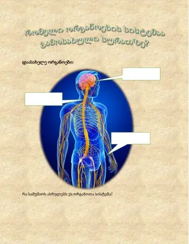 Ნერვული სისტემა1