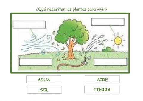 Qué necesitan las plantas