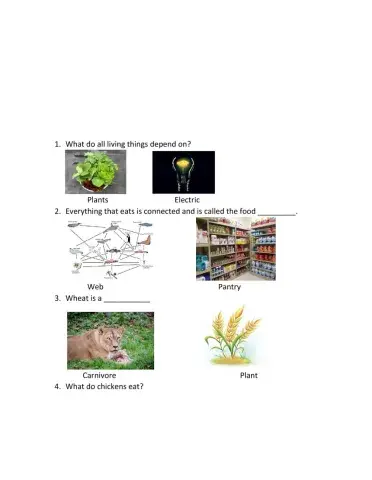 Bill Nye Food Web worksheet
