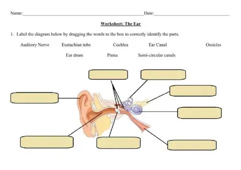 Sensory Organs - Parts of the Ear