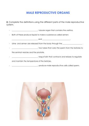 Male reproductive organs