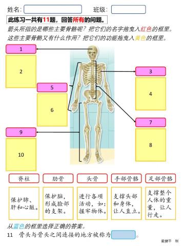 人类的骨骼系统