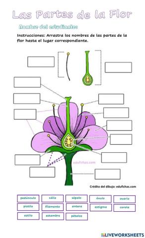 Las partes y funciones de la flor
