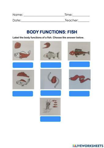 Body Functions of a Fish
