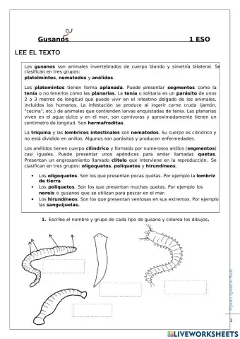 Gusanos