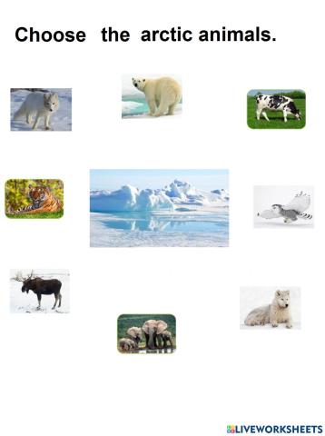 Arctic animals