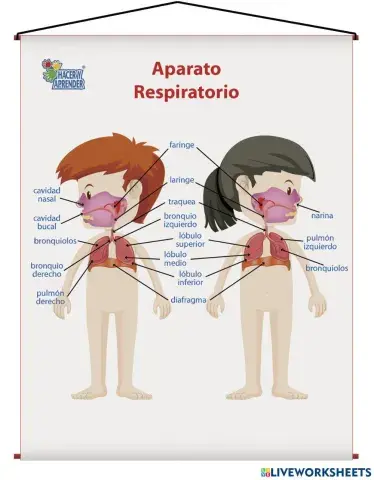 Portada aparato respiratorio