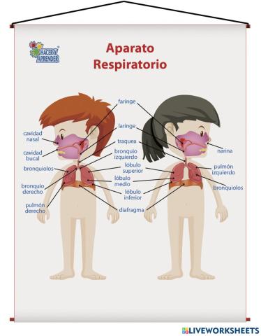 Portada aparato respiratorio