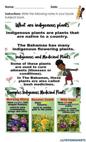 Indigenous Plants - Bahamas